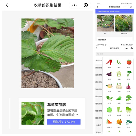一款能识别260多种农作物病虫害的小程序,你一定没用过！