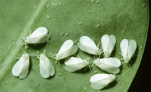 白粉虱很容易造成蔬菜减产，用农掌郎了解防治方法
