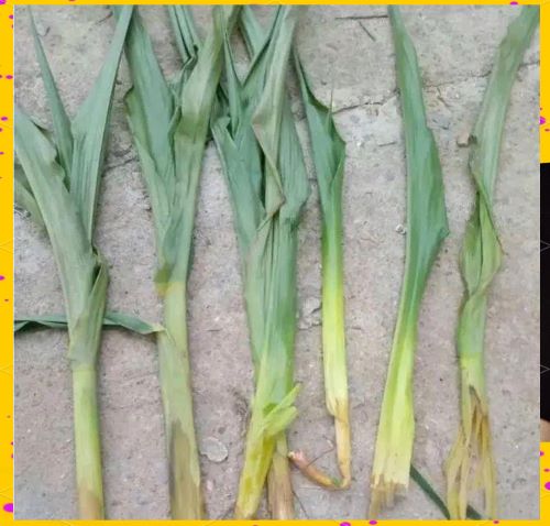 注意！7月高温多雨，小心玉米细菌性茎基腐病大爆发