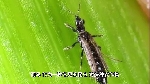 【掌郎课堂】植物虫害蓟马防治要点