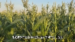 【掌郎课堂】玉米秸秆还田到底好不好？