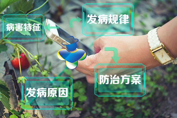 农掌郎十大优势