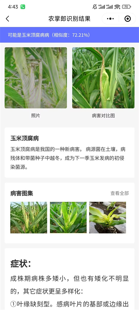 高温天气警惕这些玉米病虫害