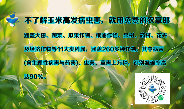 用农掌郎，了解7月玉米高发病虫害