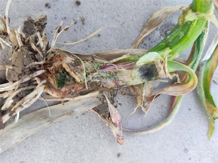 大蒜常见病虫害防治方法【病害篇附图谱】