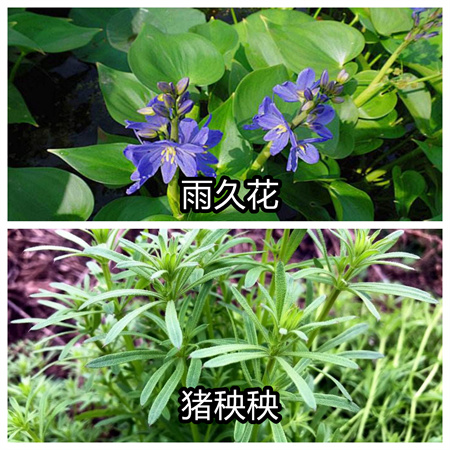 不认识有害杂草？就用植物草害识别软件农掌郎