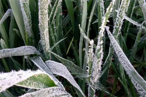 预防农作物冻害全攻略
