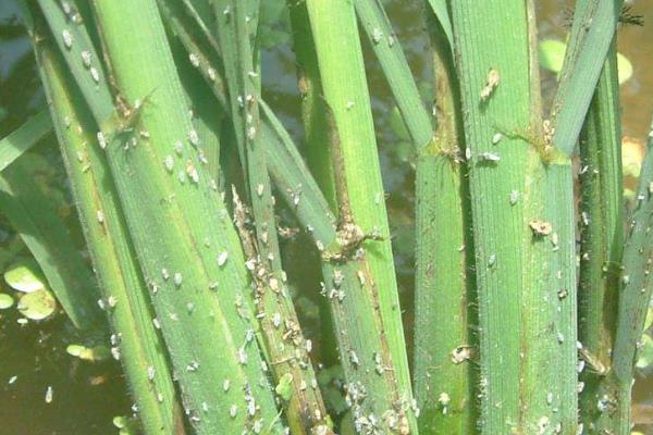 警惕！！！2025年23种重大病虫害呈重发态势（水稻篇）