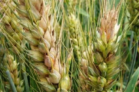 小麦孕穗期管理做好这 5 件事，稳产增收有保障