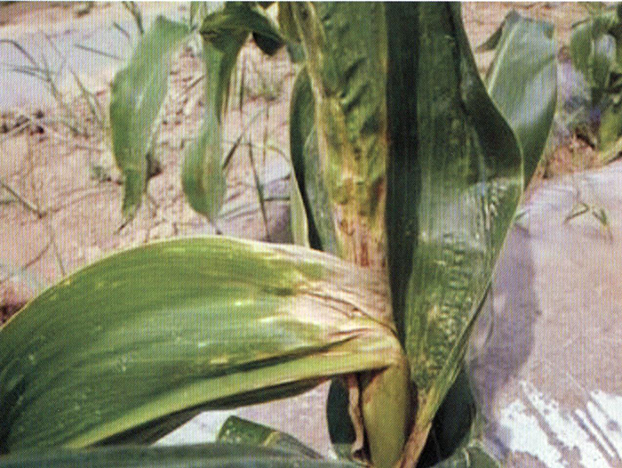 6月玉米种植需要注意哪些问题？