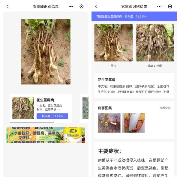 花生苗期大量枯死的原因