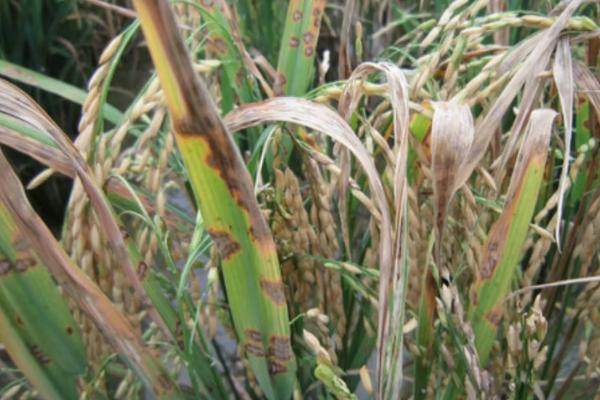 农掌郎教你如何区分水稻立枯病和青枯病