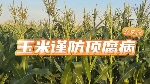 【掌郎课堂】玉米顶腐病防治方案