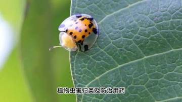 【掌郎课堂】植物虫害归类及防治用药