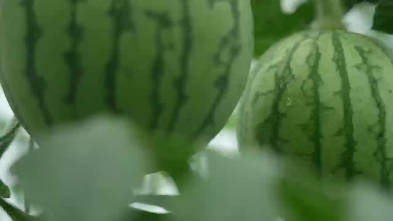 【掌郎课堂】如何区分植物肥害和药害？