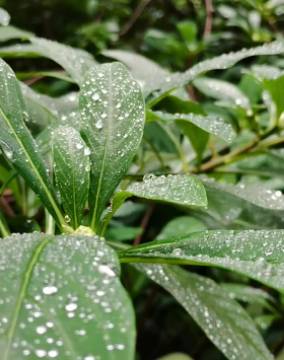 【掌郎课堂】植物缺素症