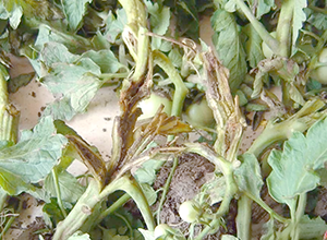 【掌郎课堂】番茄茎基腐病