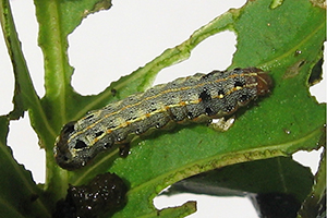 【掌郎课堂】斜纹夜蛾