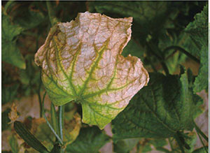 【掌郎课堂】黄瓜细菌性叶枯病