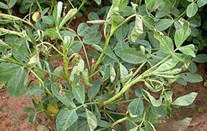 【掌郎课堂】花生青枯病