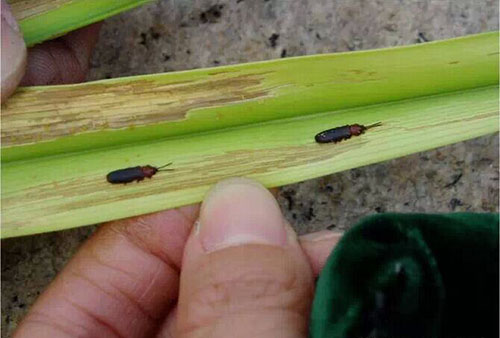 【掌郎课堂】虫害椰心叶甲