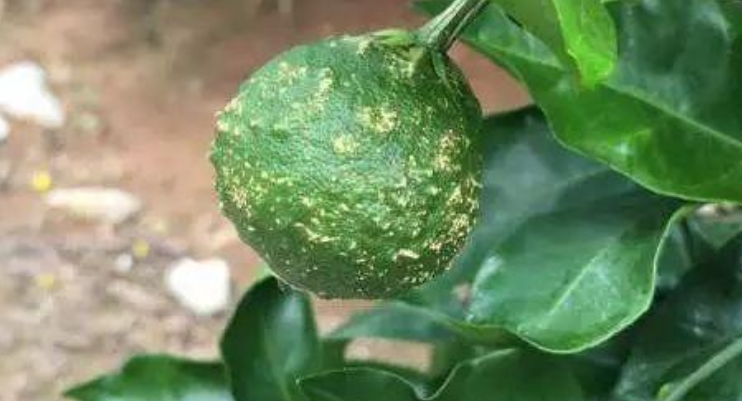 【掌郎课堂】柑橘疮痂病